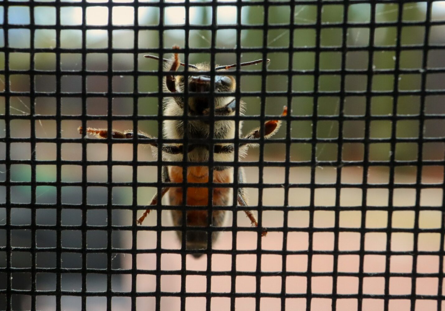 bee on insect screen