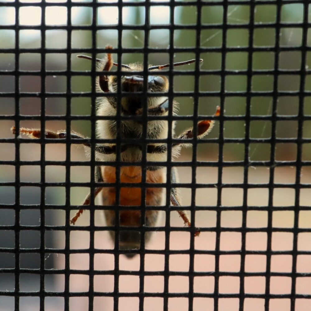 bee on insect screen