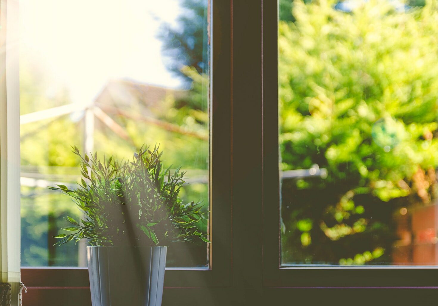 plant at window