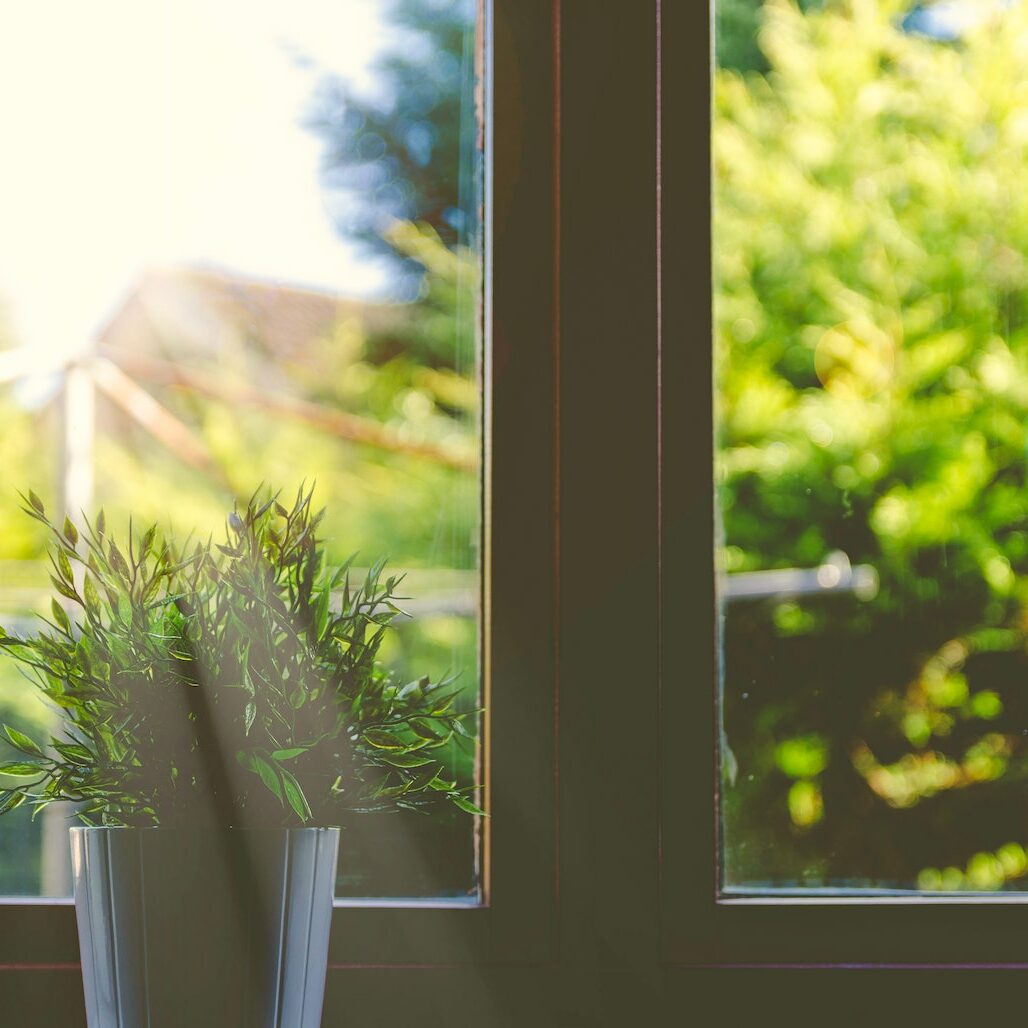 plant at window