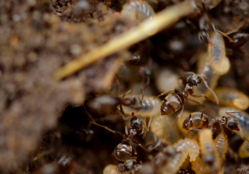 termites in ground