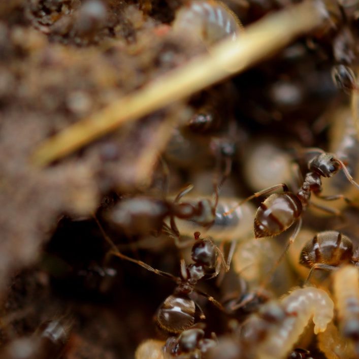 termites in ground